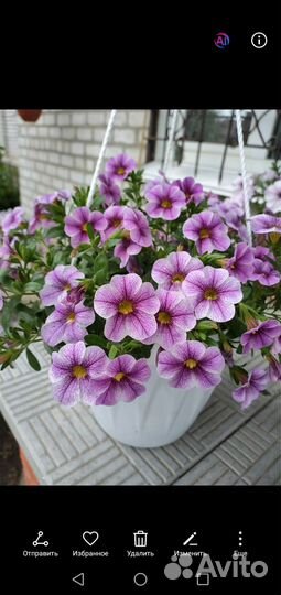 Черенки вегетативной петунии, калибрахоа, вербена