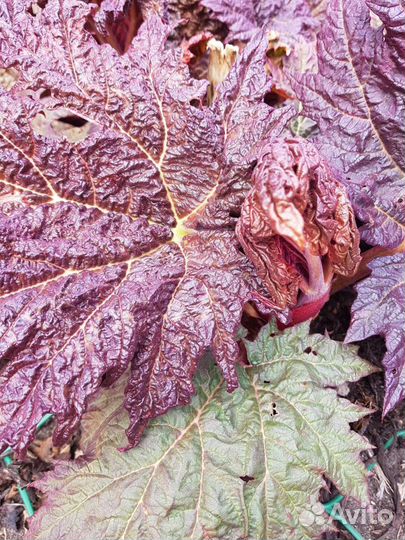 Стебли - ревень, любисток