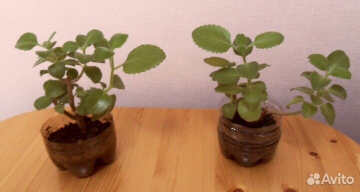 Бругмансия Бегония Мята Алоэ Кактус Хлорофитум