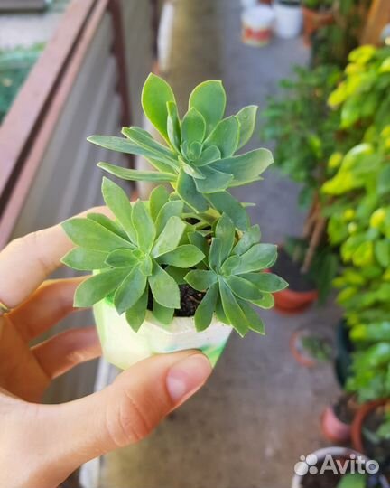 Суккуленты
