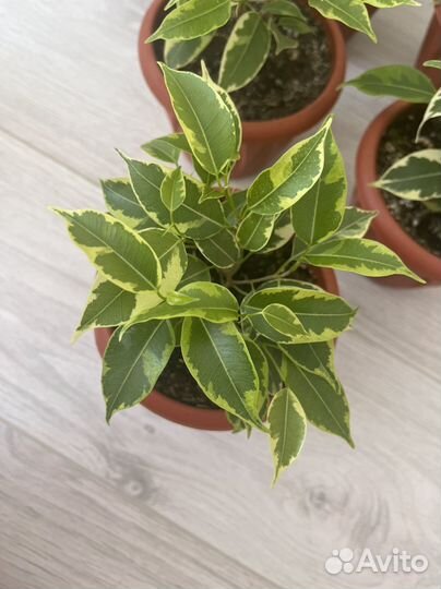 Фикус Бенджамина пестролистый (кинки)