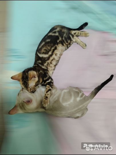 Бенгальский снежный котенок с документами