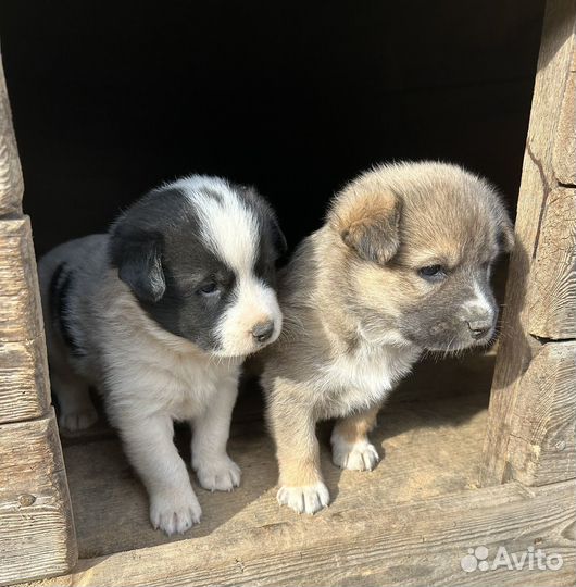 Щенки Лайки