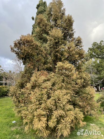 Криптомерия вечнозеленая
