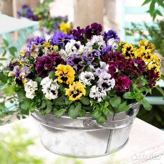 Виола (анютины глазки) ампельная, крупноцветковая