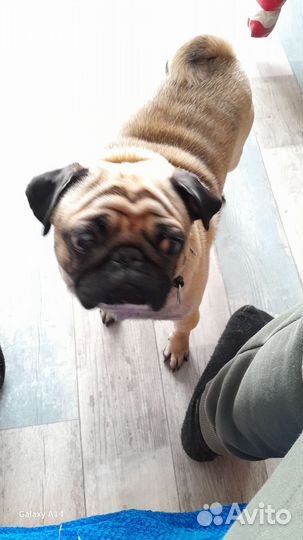 Собака мопс