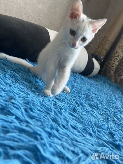 Котенок в добрые руки