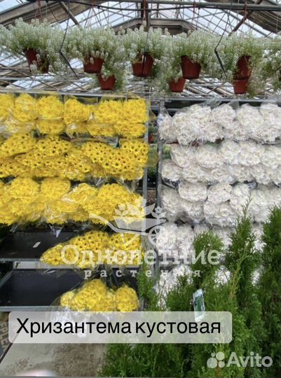 Букеты из кустовой хризантемы