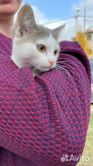 Кошечки маленькие