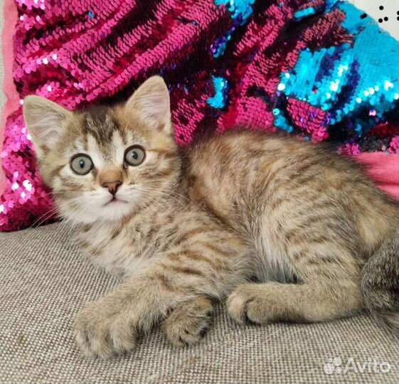 Кошечка 1,5 месяца