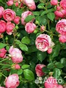 Плетистые розы с зкс ещё флорибунда