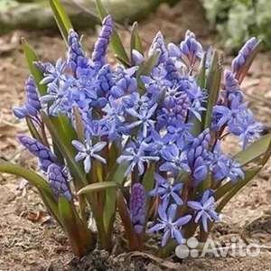 Первоцветы микс садовые