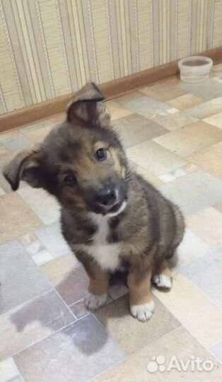 Щенок мальчик