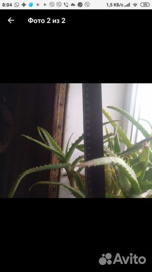 Алое лечебный,возраст 5лет,продаются ветками