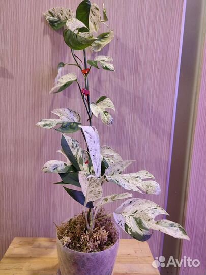 Эпипремнум пиннатум вайт марбл