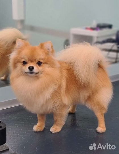 Стрижка собак и кошек. Груминг