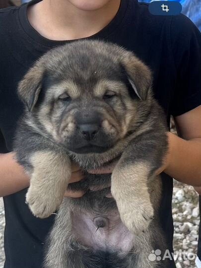 Щенки в добрые руки