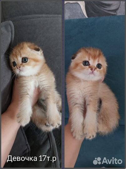 Шотландские котятки