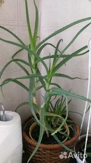 Алоэ и каланхоэ