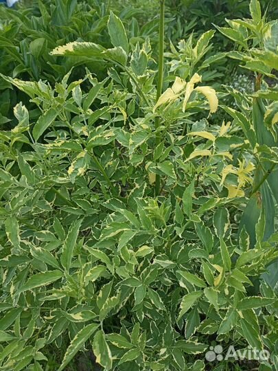 Кустарники