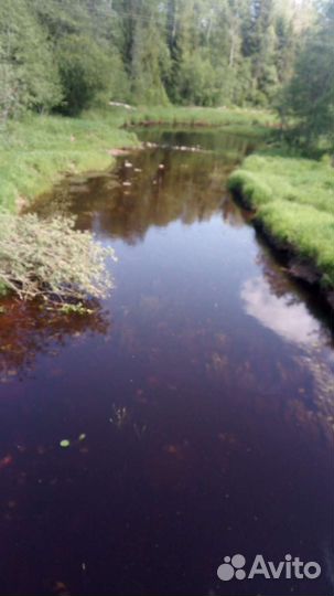 Морошка, лисички, чага,клюква, грибы,черника