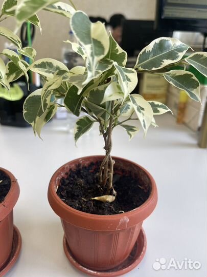 Фикус Шефлера комнатные растения