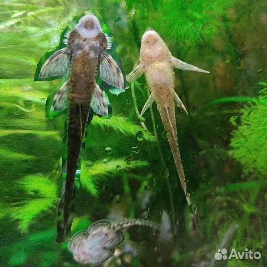 Анциструс звездчатый L181, Стурисома, L - сомы