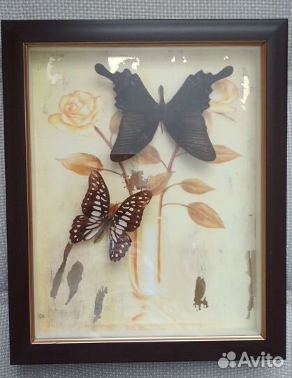 Бабочки в рамке