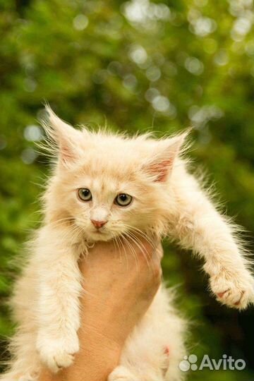 Котята мейнкуна
