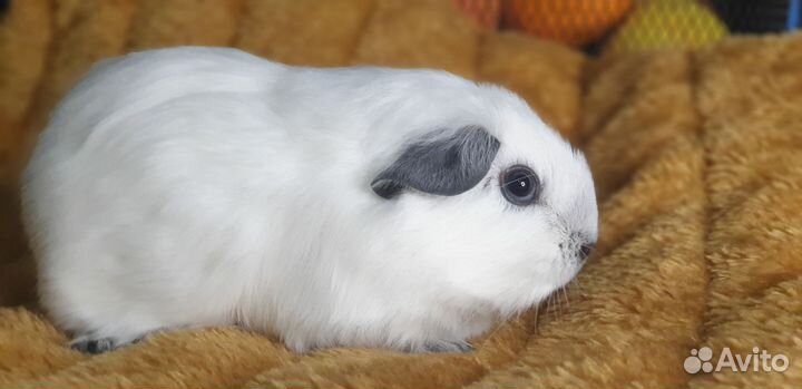 Морская свинка/Калифорния/Лобня