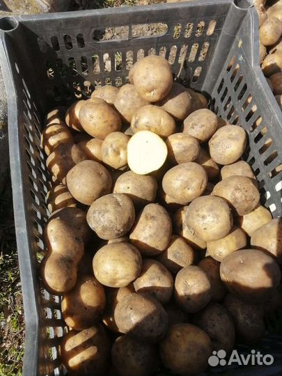 Семенной картофель