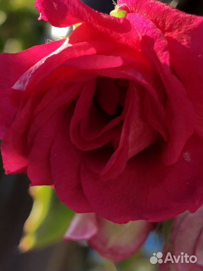 Пеларгония герань ампельная роза