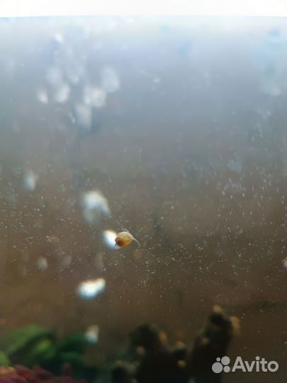 Улитки ампулярии