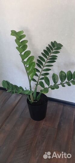 Замиокулькас / Долларовое дерево