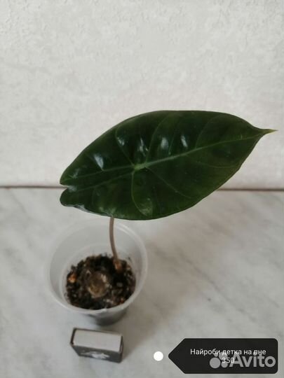 Алоказии разные