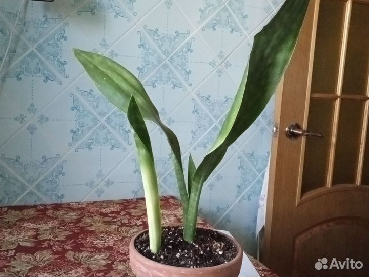 Сансевиерия