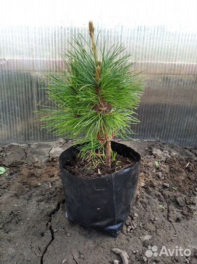 Сосна румелийская