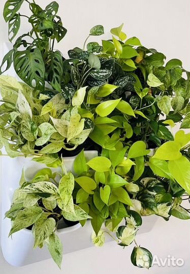 Эпипремнумы и сциндапсусы