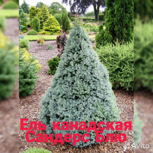 Ель канадская коника