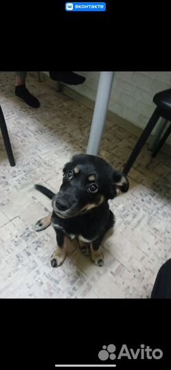 Помесь сибиской хаски с овчаркой