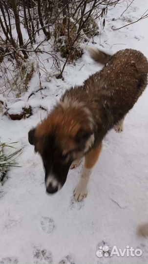 Собака в добрые руки отдам бесплатно