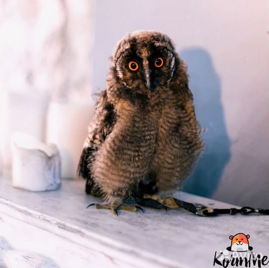 Цыплята суточные замороженные