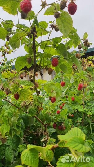 Саженцы малины