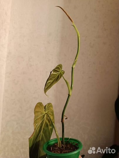 Филодендрон Меланохризум