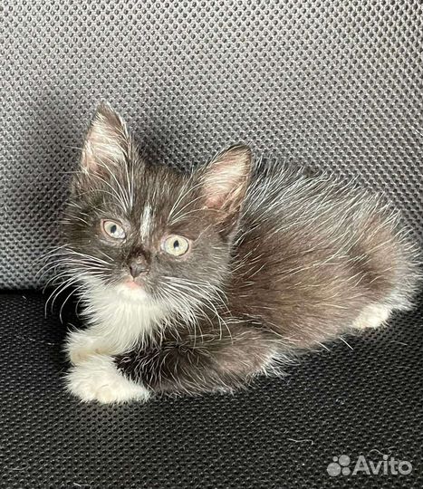 Кошка в дар бесплатно