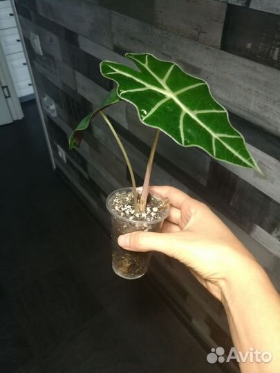 Алоказия полли