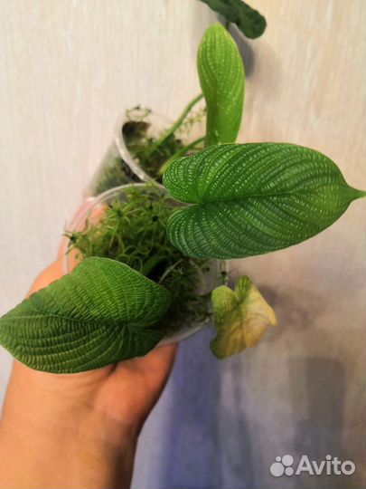 Филодендрон линханони,жёлтая кобра,филодендрон Вай