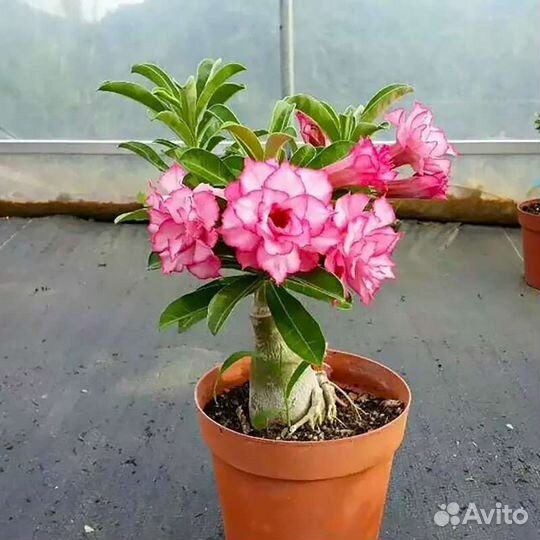 Адениум (роза пустыни)