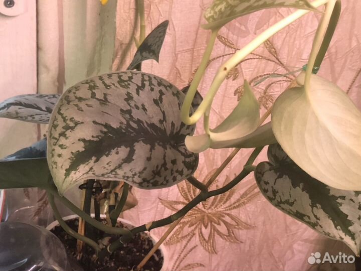 Сциндапсус расписной