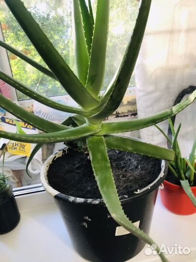 Алоэ лечебный